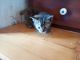 Manx Cats for sale in Leavenworth, IN 47137, USA. price: NA