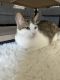 Manx Cats for sale in Antioch, CA 94531, USA. price: $200