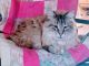 Manx Cats for sale in 2207 S Carolina Ave, New Bern, NC 28560, USA. price: $100