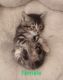 Manx Cats for sale in Whitehall, MT 59759, USA. price: $100