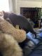 Manx Cats for sale in Greenville, SC, USA. price: NA