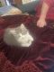 Manx Cats for sale in Ashland, KY, USA. price: NA