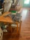 Manx Cats for sale in Ashland, KY, USA. price: $150