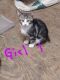 Manx Cats for sale in Newport, WA 99156, USA. price: NA