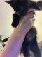 Manx Cats for sale in Thaxton, MS, USA. price: NA
