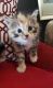 Manx Cats for sale in Harlem, GA 30814, USA. price: $50