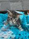 Manx Cats for sale in Whitehall, MT 59759, USA. price: $50