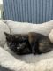 Manx Cats for sale in Whitehall, MT 59759, USA. price: $150