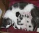 Manx Cats for sale in Royse City, TX 75189, USA. price: NA
