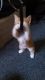 Manx Cats for sale in Port Huron, MI, USA. price: NA