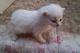 Manx Cats for sale in Houston, TX, USA. price: NA