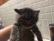 Manx Cats for sale in Columbus, OH, USA. price: $400