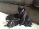 Manx Cats for sale in Berkeley, CA, USA. price: NA