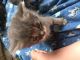 Manx Cats for sale in Girard, OH, USA. price: $200