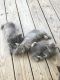Manx Cats for sale in Williamsburg, KY 40769, USA. price: NA