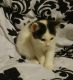 Manx Cats for sale in Lebanon, OR 97355, USA. price: $75