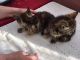 Manx Cats for sale in Chicago, IL, USA. price: NA