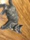 Manx Cats for sale in Eugene, OR, USA. price: NA