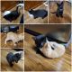 Manx Cats for sale in Eugene, OR, USA. price: $300