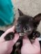 Manx Cats for sale in Amity, OR 97101, USA. price: $600