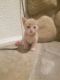 Manx Cats for sale in Wilton, CA, USA. price: $500