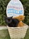 Manx Cats for sale in Tri-Cities, WA, USA. price: NA