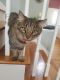Manx Cats for sale in Siler City, NC 27344, USA. price: NA