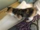 Manx Cats for sale in Berea, OH 44017, USA. price: $65