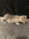 Manx Cats for sale in Warsaw, IN, USA. price: NA