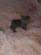Manx Cats for sale in Hardin, KY, USA. price: NA