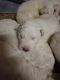 Maremma Sheepdog Puppies for sale in Bristol, VA, USA. price: $500