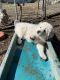 Maremma Sheepdog Puppies for sale in Butler, PA, USA. price: $800
