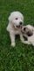 Maremma Sheepdog Puppies for sale in 10402 E 107 St, Kansas City, MO 64134, USA. price: $400