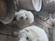 Maremma Sheepdog Puppies for sale in Lakeview, MI 48850, USA. price: NA
