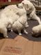 Maremma Sheepdog Puppies