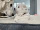 Maremma Sheepdog Puppies for sale in Wayland, MA, USA. price: NA