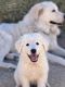 Maremma Sheepdog Puppies for sale in Tucson, AZ, USA. price: NA
