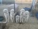 Maremma Sheepdog Puppies for sale in Casa Grande, AZ, USA. price: NA