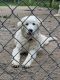 Maremma Sheepdog Puppies for sale in Milford, DE 19963, USA. price: NA