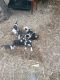 Maremma Sheepdog Puppies for sale in Munruben QLD 4125, Australia. price: $500