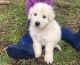 Maremma Sheepdog Puppies for sale in East Gippsland, VIC, Australia. price: $450
