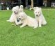 Maremma Sheepdog Puppies for sale in Ararat, Victoria. price: $1,000