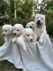 Maremma Sheepdog Puppies for sale in Cessnock, New South Wales. price: $1,200