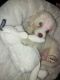 Maremma Sheepdog Puppies for sale in Blacktown, New South Wales. price: $850