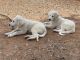 Maremma Sheepdog Puppies for sale in Mildura, Victoria. price: $1,000