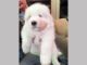 Maremma Sheepdog Puppies for sale in Los Angeles, CA, USA. price: NA