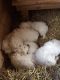 Maremma Sheepdog Puppies for sale in Rock, MI 49880, USA. price: NA