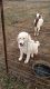 Maremma Sheepdog Puppies for sale in Knoxville, IL, USA. price: $650