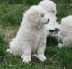 Maremma Sheepdog Puppies for sale in TX-121, Blue Ridge, TX 75424, USA. price: NA