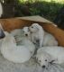 Maremma Sheepdog Puppies for sale in Hotchkiss, CO, USA. price: NA